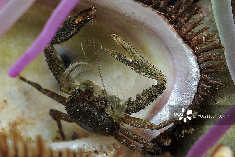 多刺蓝蛤（地中海常见）图片素材