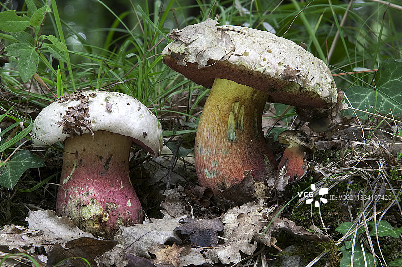 法国灌木丛中的毒菌图片素材