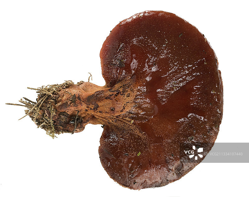 白色背景上的牛排菇图片素材