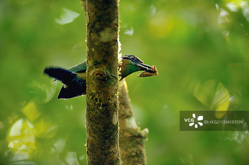 蓝冠翠鴗，科尔科瓦多国家公园，哥斯达黎加图片素材