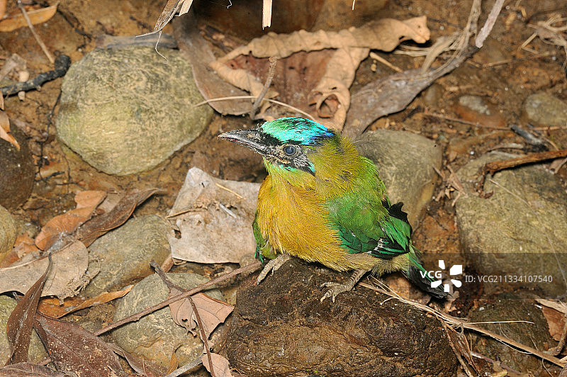 蓝顶蜂鸟，科尔科瓦多国家公园，哥斯达黎加图片素材