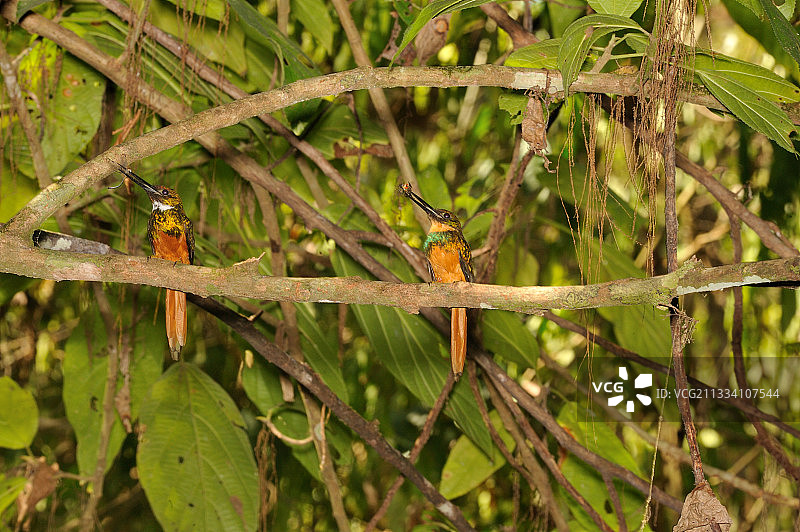 树枝上的棕尾鴗，科尔科瓦多国家公园，哥斯达黎加图片素材