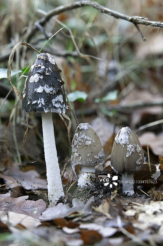 在法国灌木丛中的喜鹊鬼伞图片素材