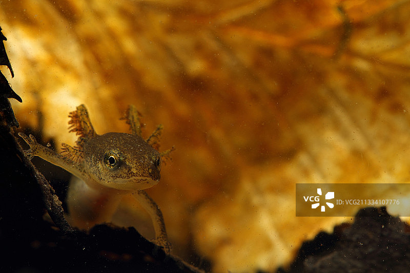 掌状蝾螈幼虫，法国布伦尼自然保护区夏季风光图片素材