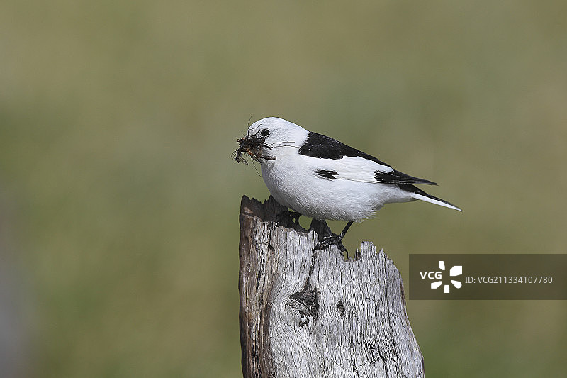 法国繁殖期的雪鹀雄鸟图片素材