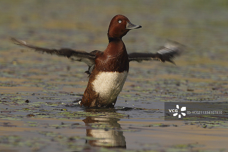 春季池塘中拍打翅膀的白眼潜鸭图片素材