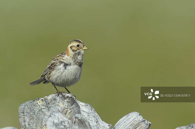 树干上繁殖羽毛的拉普兰德长爪沙锥雌性图片素材