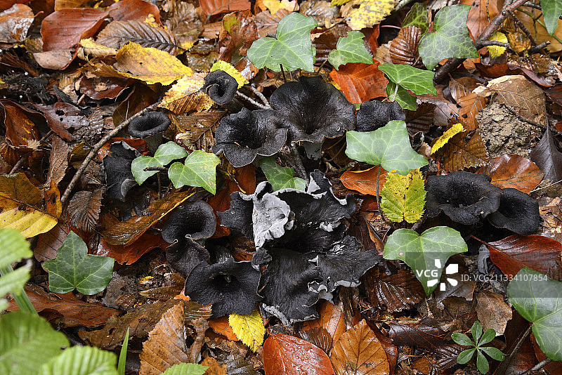 秋季法国灌木丛中的黑喇叭菇图片素材