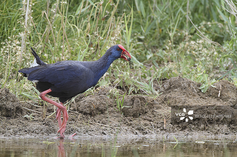 行走在岸边的紫水鸡图片素材
