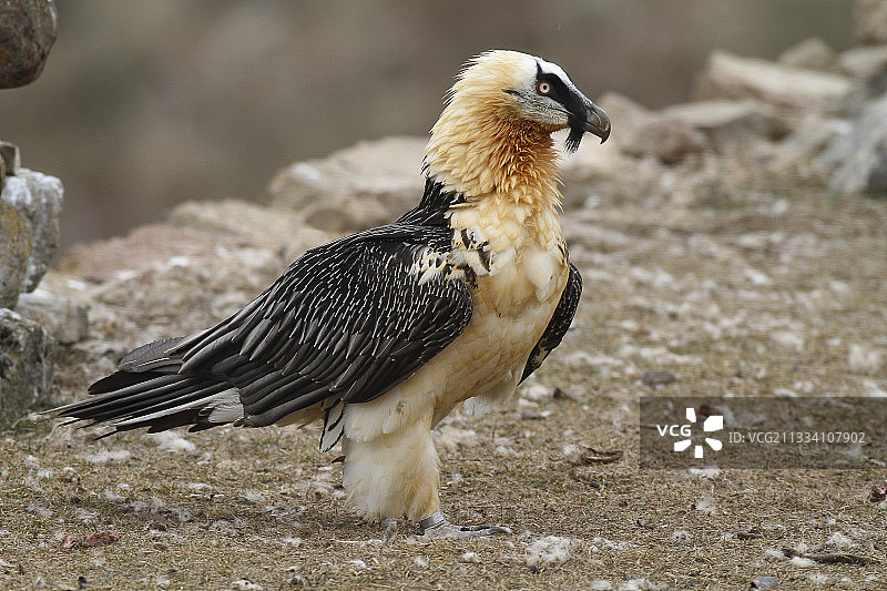 胡兀鹫在觅食区图片素材