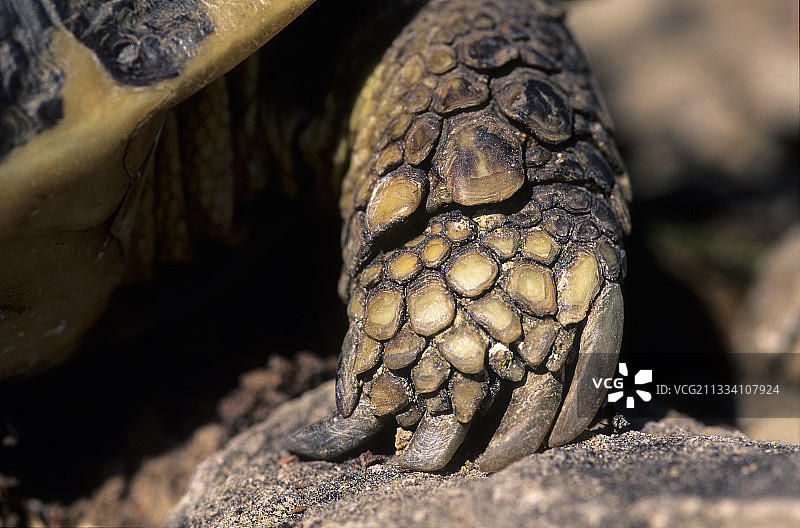 赫尔曼陆龟前腿图片素材