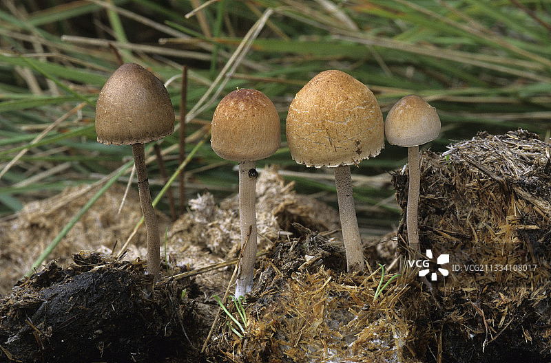 裙边伞菌图片素材