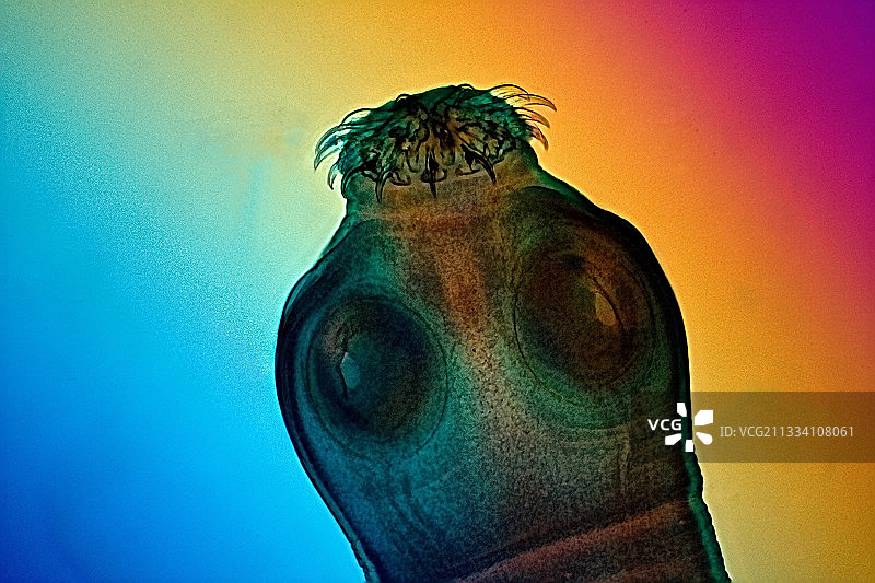 带石膏补偿板的偏振光，x 100图片素材