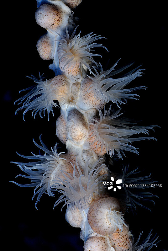 苏丹红海鞭珊瑚上的柳珊瑚海葵图片素材