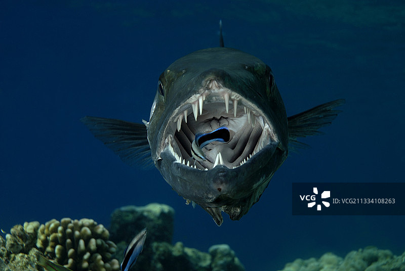 红海苏丹大梭鱼和蓝条清洁鱼。图片素材