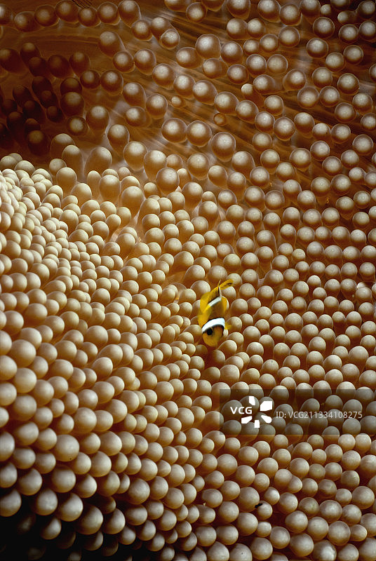 红海苏丹海葵中的公子小丑鱼幼鱼图片素材