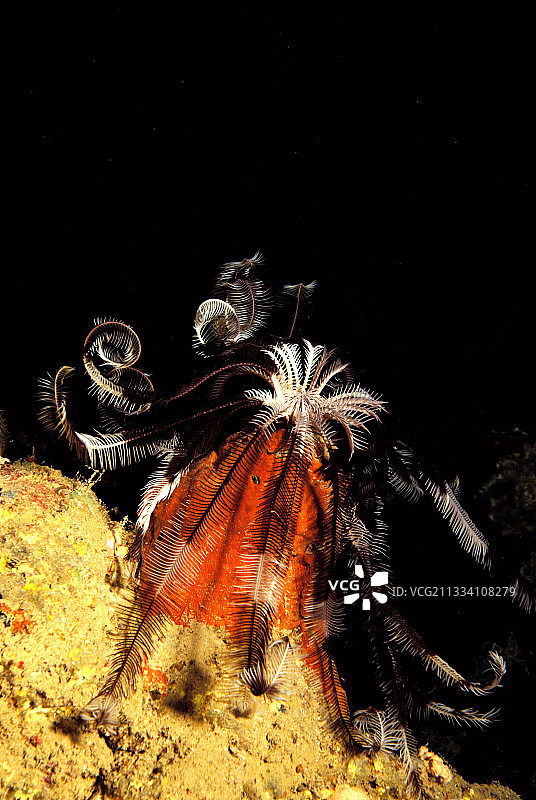 红海苏丹礁石上的克伦辛格海百合图片素材