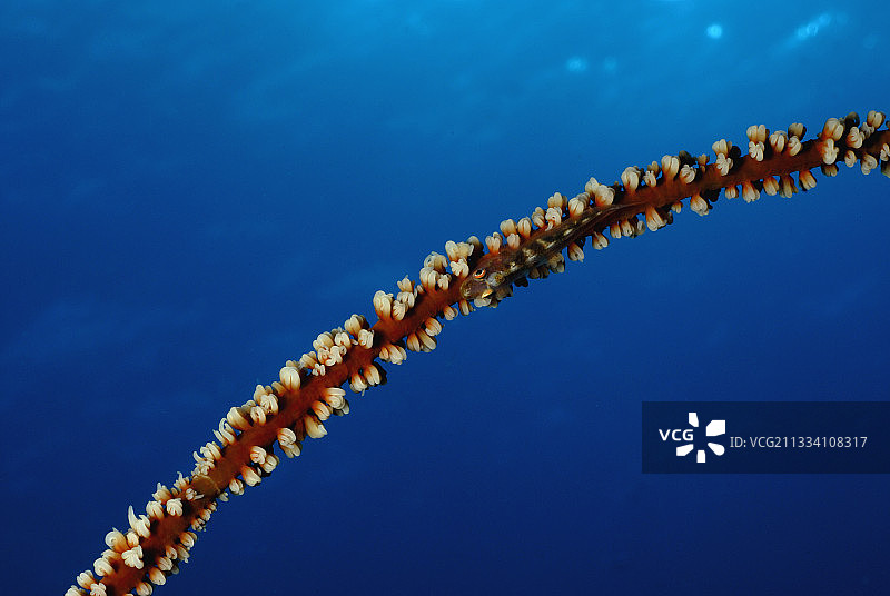 红海苏丹的丝珊瑚上的鞭珊瑚虾虎鱼图片素材