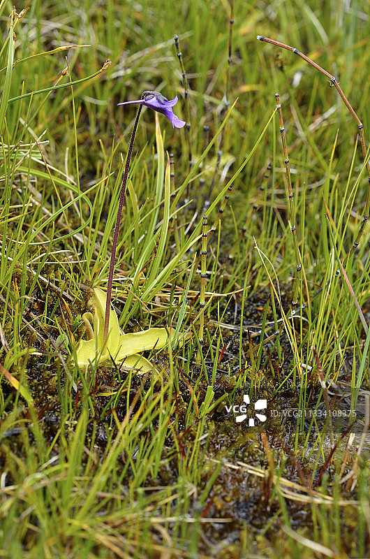 海拔：2290米图片素材