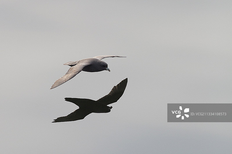 飞行中的海燕，库页岛千岛群岛图片素材