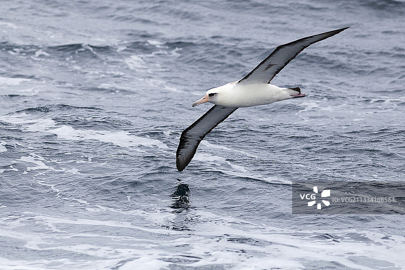 信天翁岛屿图片素材