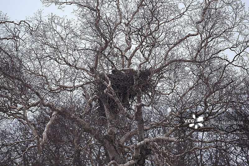 俄罗斯堪察加虎头海雕树巢图片素材