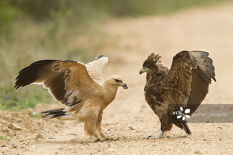 克鲁格国家公园中两只幼鹰之间的竞争图片素材