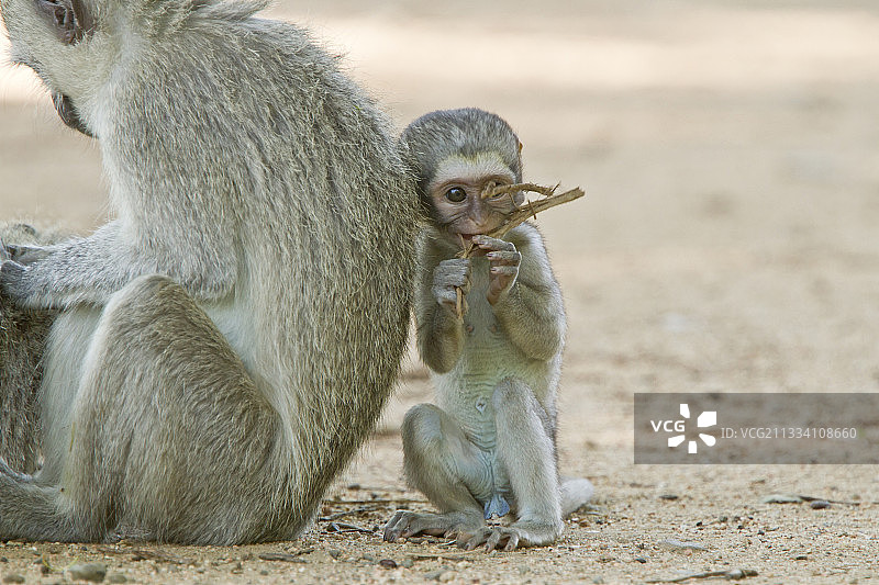 非洲绿猴：克鲁格国家公园的成年与幼年猴子图片素材
