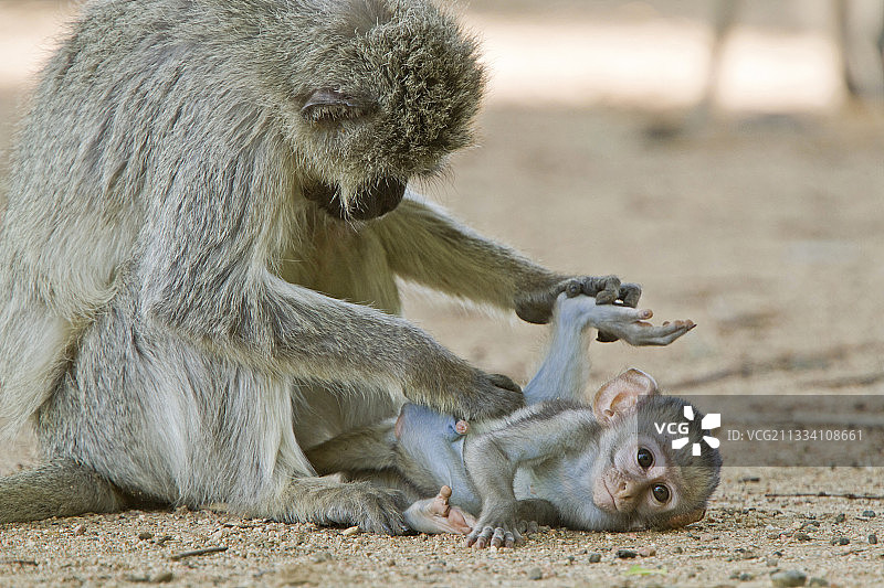 小长尾猴在克鲁格国家公园图片素材