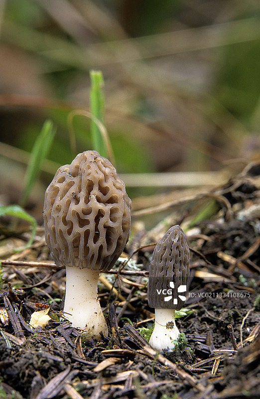 法国黑Morels蘑菇图片素材