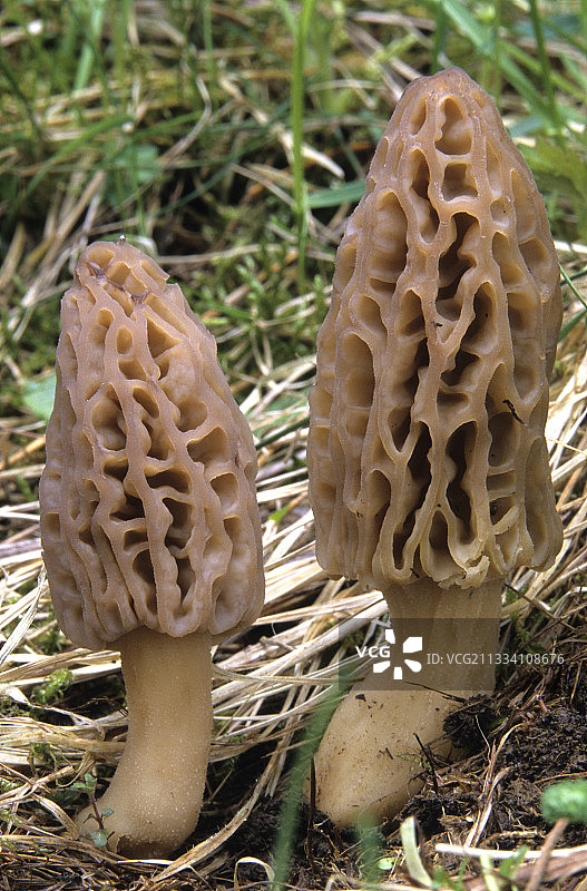 法国黑Morels蘑菇图片素材