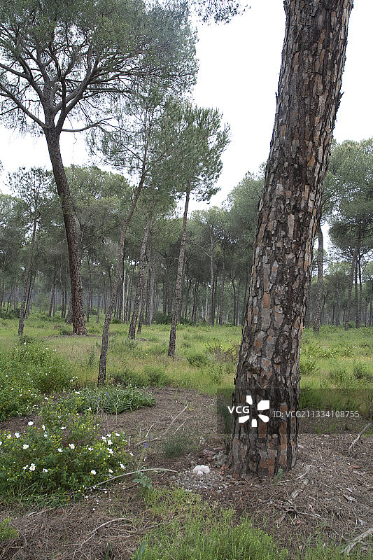 西班牙南部树下的幼年欧亚雕鸮图片素材
