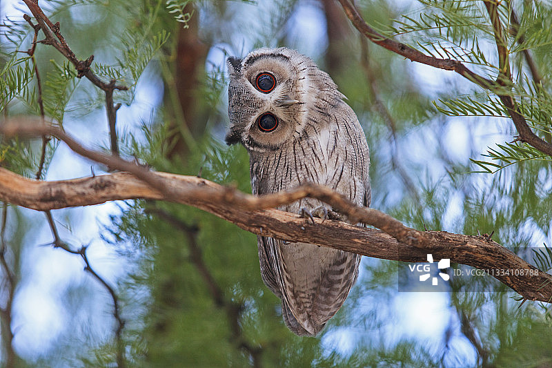 卡拉哈迪侧身转头的南部白脸猫头鹰图片素材