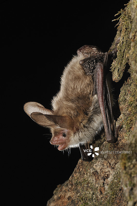 栖息在树干上的贝氏鼠耳蝠，比利时图片素材