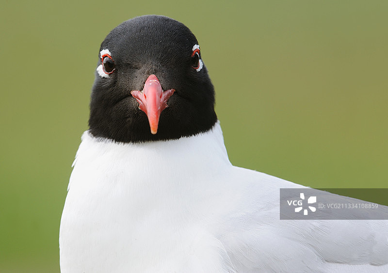 比利时地中海鸥鸟 портрет图片素材