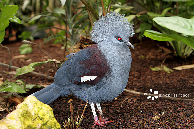 凤冠鸠，法国博瓦勒动物园图片素材
