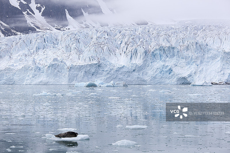 斯匹茨bergen摩纳哥冰川上的髯海豹图片素材