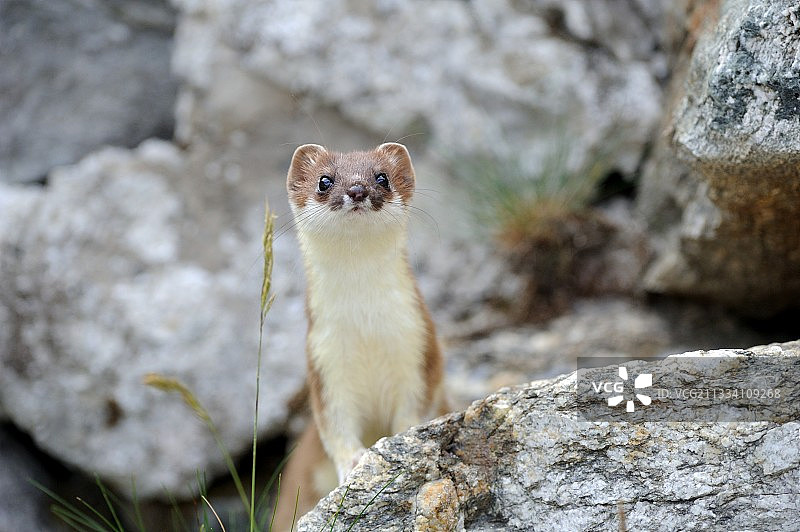 法国默坎图尔阿尔卑斯山夏季岩石上的白鼬图片素材