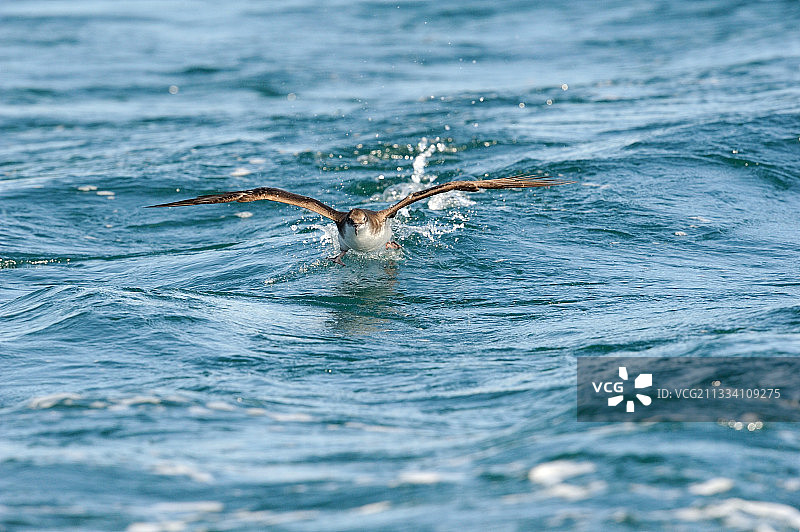 飞离法国地中海的小海鸥图片素材