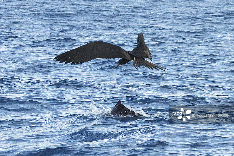 军舰鸟展示了旗鱼捕食沙丁鱼饵球的地点图片素材