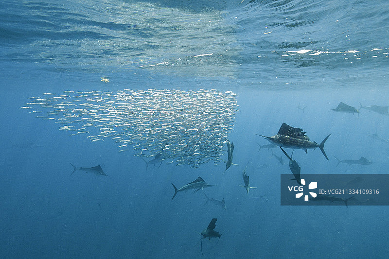 二月，鲻鱼群出现在穆赫雷斯岛附近的加勒比海，吸引了数百条旗鱼前来捕猎图片素材