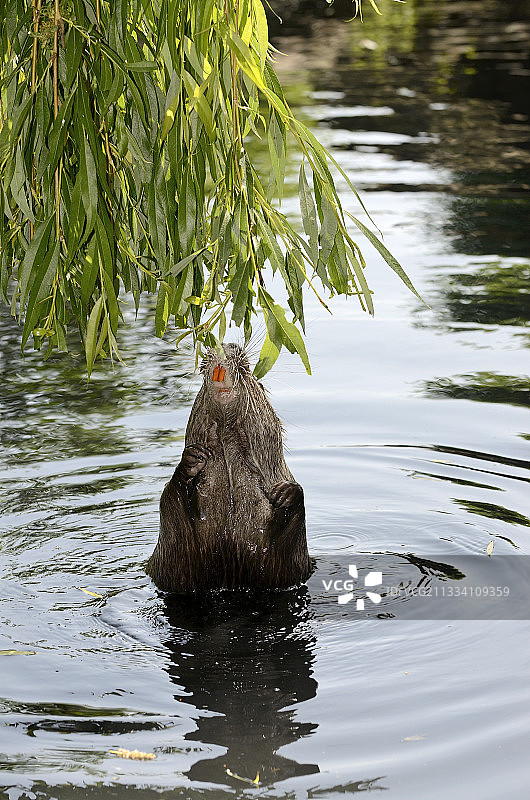 在法国池塘中吃柳树叶子的河狸鼠图片素材