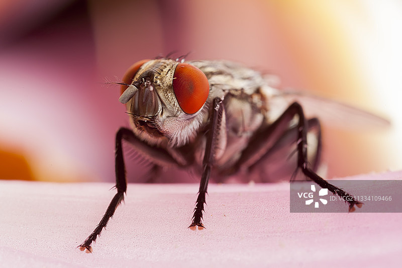 法国夏季的大理石灰色麻蝇图片素材