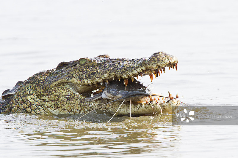 尼罗鳄捕食鲶鱼（克鲁格国家公园）图片素材