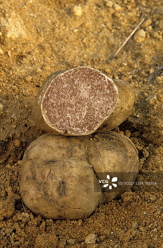 白松露图片素材