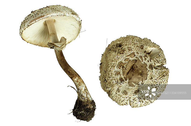 白色背景下的蘑菇伞图片素材