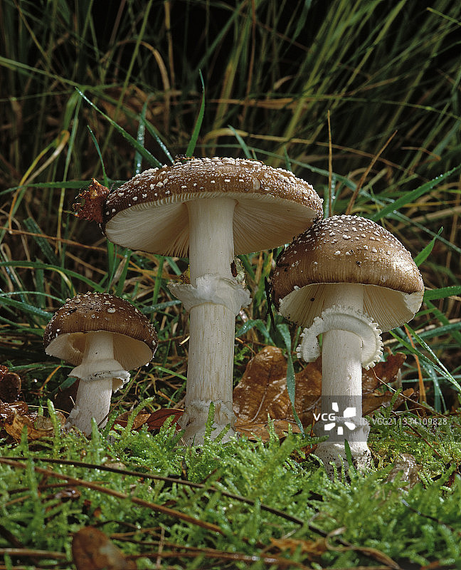 灌木丛中的毒鹅膏菌图片素材