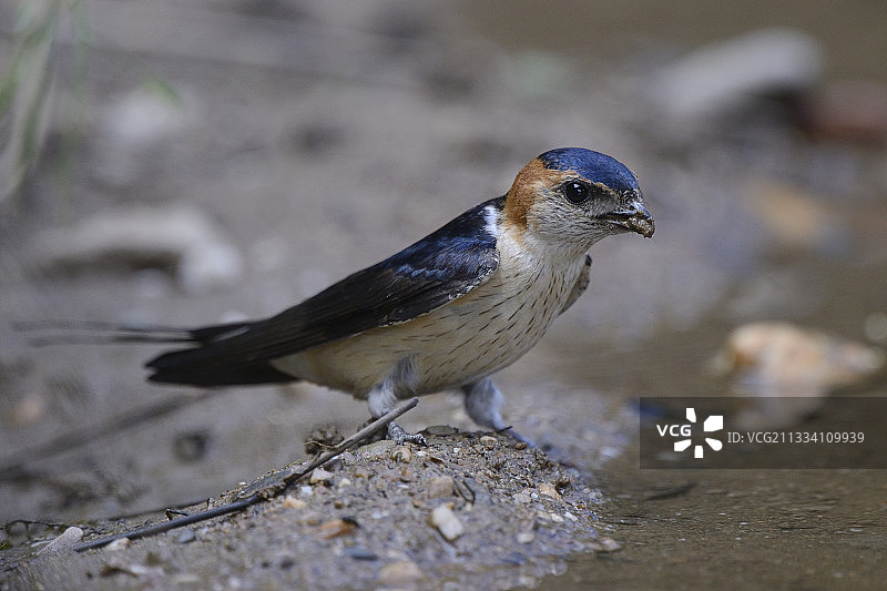 西班牙埃斯特雷马杜拉的红腰燕图片素材