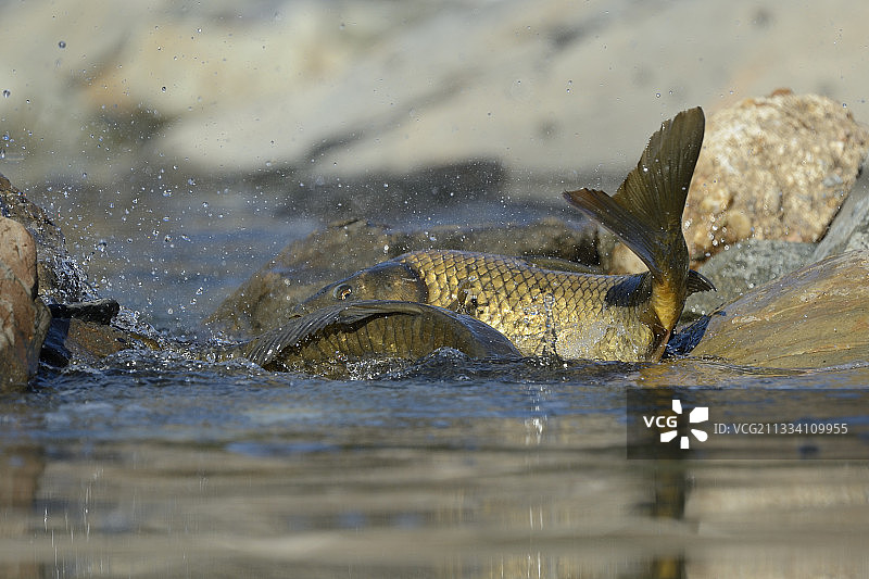 西班牙埃斯特雷马杜拉鲤鱼产卵场景图片素材
