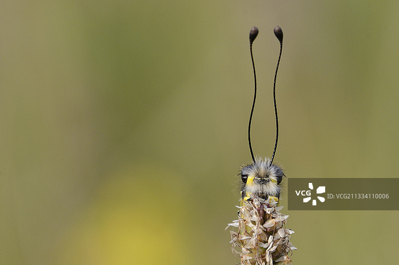 法国塞文山脉的蝴蝶-狮子图片素材